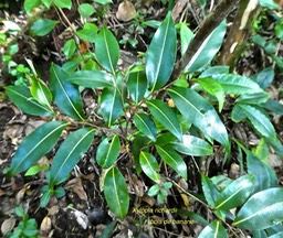 Xylopia richardii .bois de banane .annonaceae.endémique Réunion Maurice .P1760759