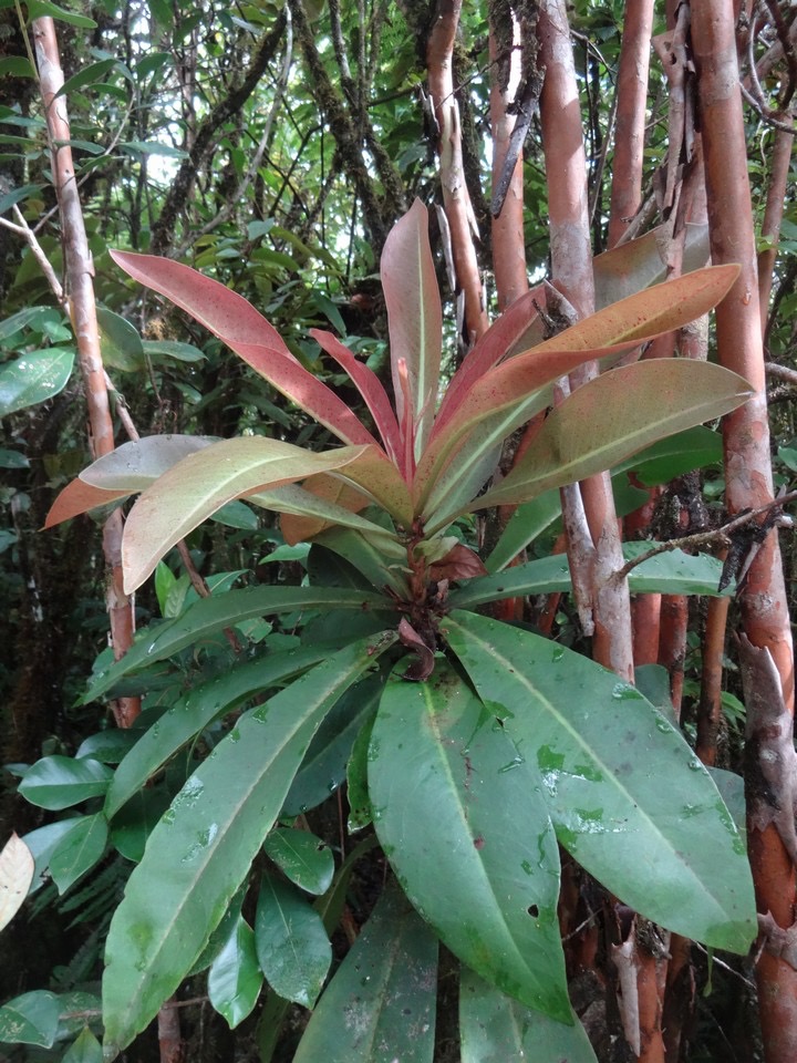 78 Badula borbonica monocol Bois de savon Myrsinaceae DSC08993