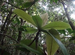 79 1 Badula grammisticta Bois de savon Myrsinaceae DSC08975