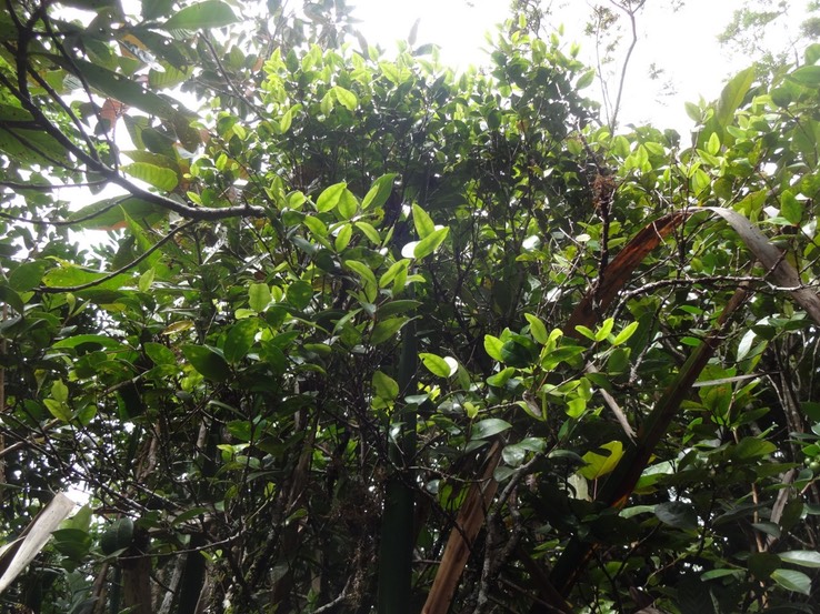 89  Memecylon Bois de balai Melastomataceae DSC08981
