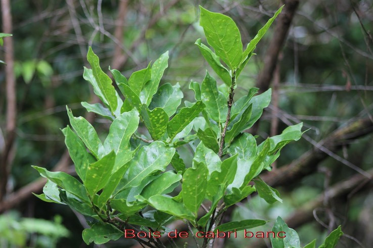 Bois de cabri blanc- Antidesma madagascariense- Euphorbiacée - I