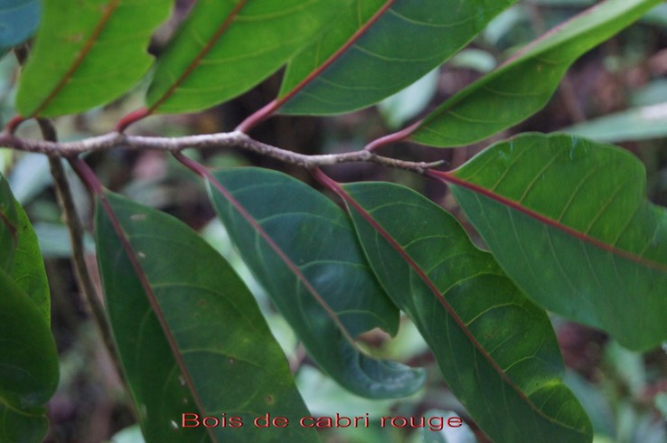Bois de cabri rouge - Casearia coriacea - Flacourtiacée - BM
