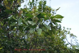 Bois de perroquet - Cordemoya integrifolia - Euphorbiacée -I