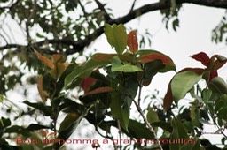 Bois de pomme à grandes feuilles - Syzygium cordemoyi - Myrtacée - B