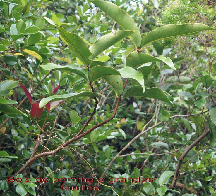 Bois de pomme à grandes feuilles- Syzygium cordemoyi - Myrtacée - B