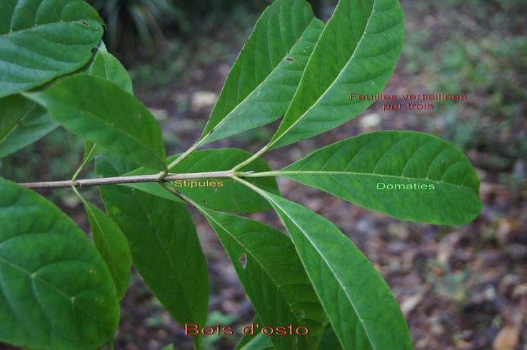 Bois d'Osto - Antirhea borbonica - Rubiacée - B
