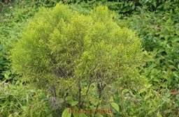 Branle filao - Erica arborescens- Ericacée - B