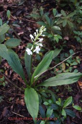 Calanthe sylvatica - Orchidacée - I