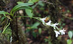 Orchidée muguet - Beclardia macrostachyas- Orchidacée - i