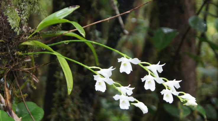 Orchidée muguet -2