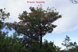 Petit Natte - Labourdonnaisia calophylloides - sapotacée -BM