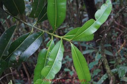 Takamaka pays- Calophyllum tacamahaca - Guttifère -BM