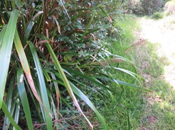 16 Machaerina iridifolia - Paille sabre - Cypéracée - I