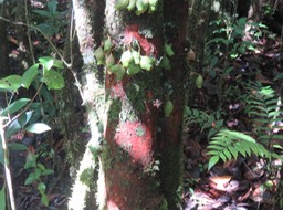 17 Syzygium cordemoyi - Bois de pomme à grandes feuilles - Myrtacée - B (fruits pas encore mûrs)
