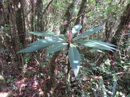 27 Badula barthesia  - Bois de savon  - Primulaceae - B