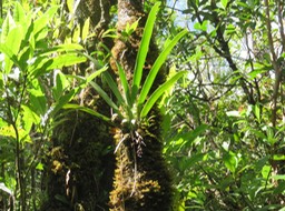 31 Angreacum striatum - Orchidaceae