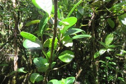 33 Turraea cadetii - Bois de Quivi - Méliacée - B fruit
