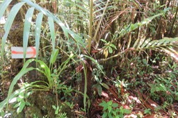 34 Acanthophoenix rubra (Bory) H. Wendl - Palmiste rouge - Arecaceae - Endémique La Réunion et Maurice
