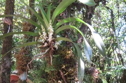 36 Angreacum striatum - Orchidaceae