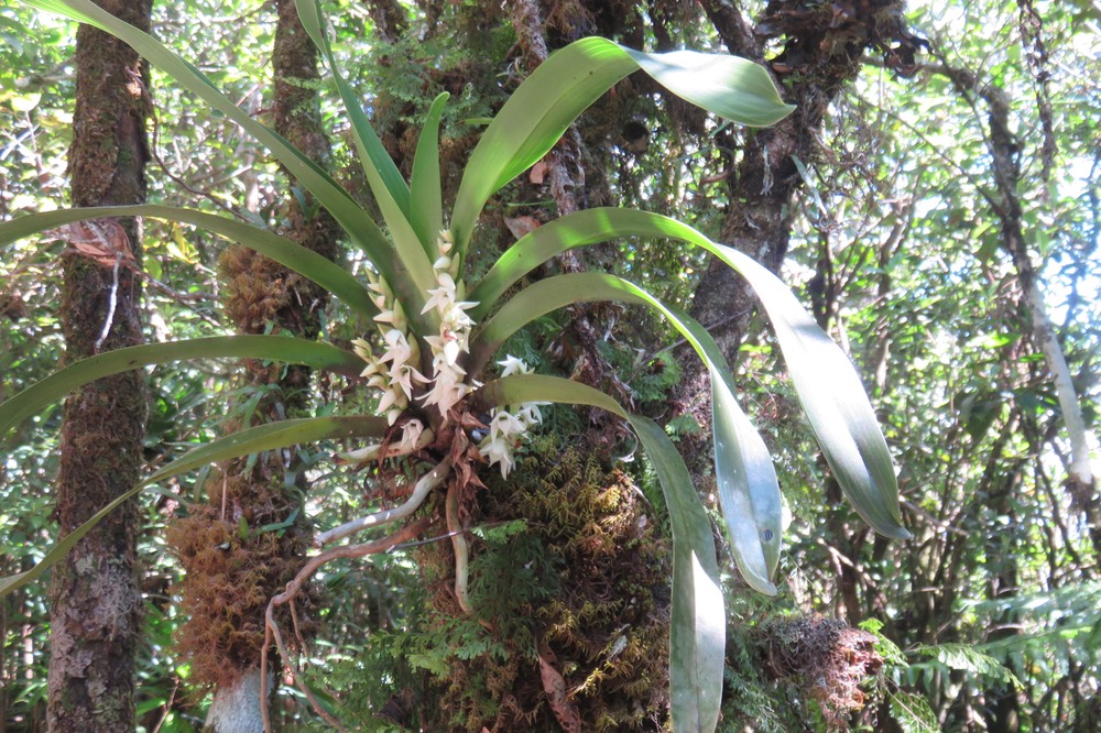 37 Angreacum striatum - Orchidaceae