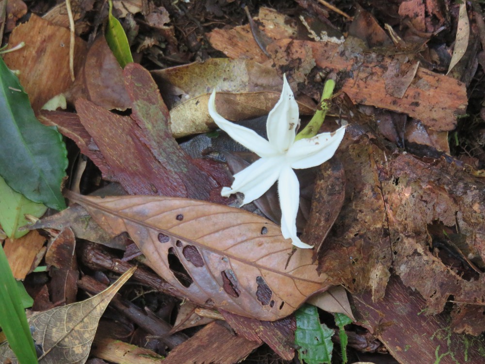 40 fleur de Mussaenda landia Poir. var. holosericea (Sm.) Verdc. - Quinquina pays  -