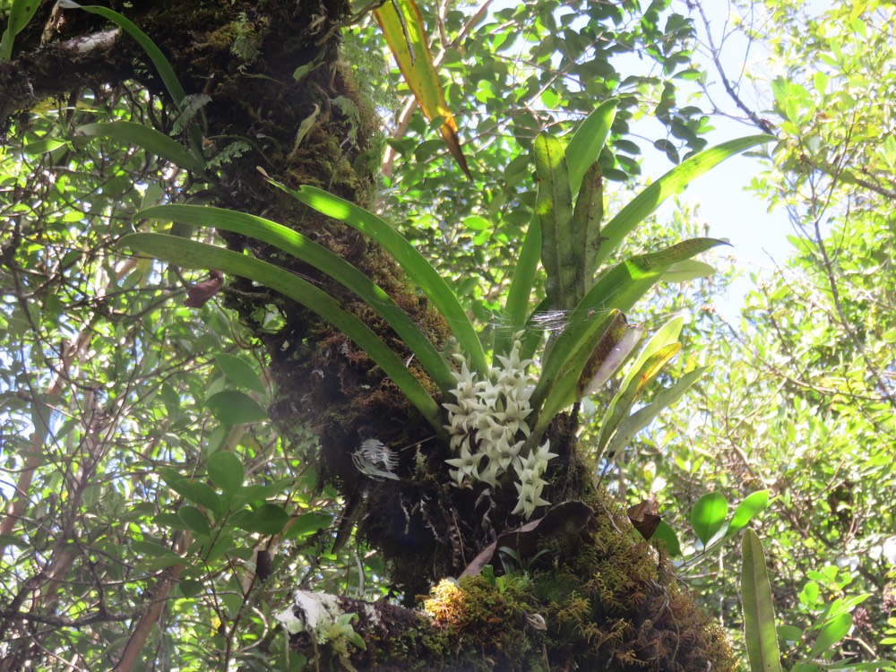 42 Angreacum striatum - Orchidaceae