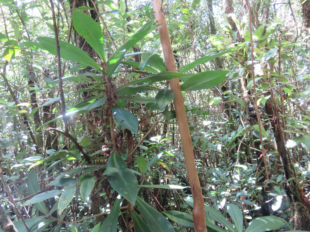 50 Badula barthesia  - Bois de savon  - Primulaceae - B