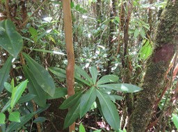 51 Badula barthesia  - Bois de savon  - Primulaceae - B