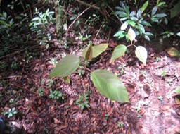 53 jeune Ficus lateriflia  - Ficus Blanc  - MORACEAE - Endémique de la Réunion et de Maurice