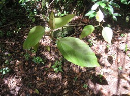 54 Ficus lateriflia  - Ficus Blanc  - MORACEAE - Endémique de la Réunion et de Maurice