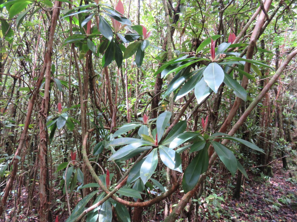 56b Badula barthesia  - Bois de savon  - Primulaceae - B   (a plusieurs têtes)
