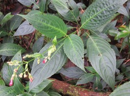 56d Strobilanthes hamiltonianus (Steud.) Bosser et Heine - Califon - Acanthaceae - Inde
