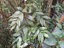 56e Cnestis glabra - Mafatamboa ou Mafatambois - Connaraceae