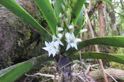 68 Angreacum striatum - Orchidaceae