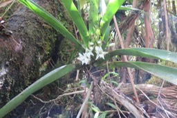 69 Angreacum striatum - Orchidaceae