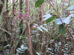 72 ??? Syzygium cymosum - Bois de pomme rouge - Myrtacée - B