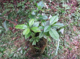 73. ???  Myonima obovata - Bois de prune  ou Bois de prune rat - Rubiaceae  en jardin suspendu