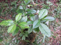 74. ???  Myonima obovata - Bois de prune  ou Bois de prune rat - Rubiaceae  en jardin suspendu