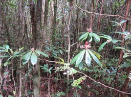 79 ??? Badula barthesia  - Bois de savon  - Primulaceae - B