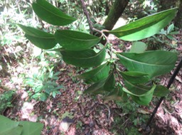 80 Casearia coriacea - Bois de cabri rouge - Flacourtiaceae - endémique de la Réunion et de Maurice  fruits