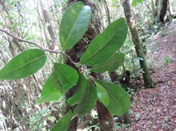 81 Casearia coriacea - Bois de cabri rouge - Flacourtiaceae - endémique de la Réunion et de Maurice