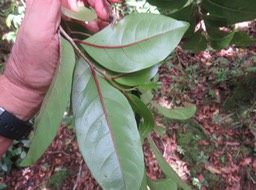 82 Casearia coriacea - Bois de cabri rouge - Flacourtiaceae - endémique de la Réunion et de Maurice