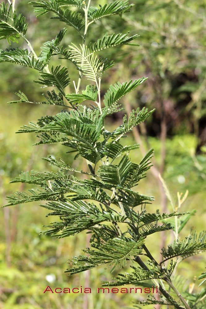 Acacia mearnsii- Fabacée - exo