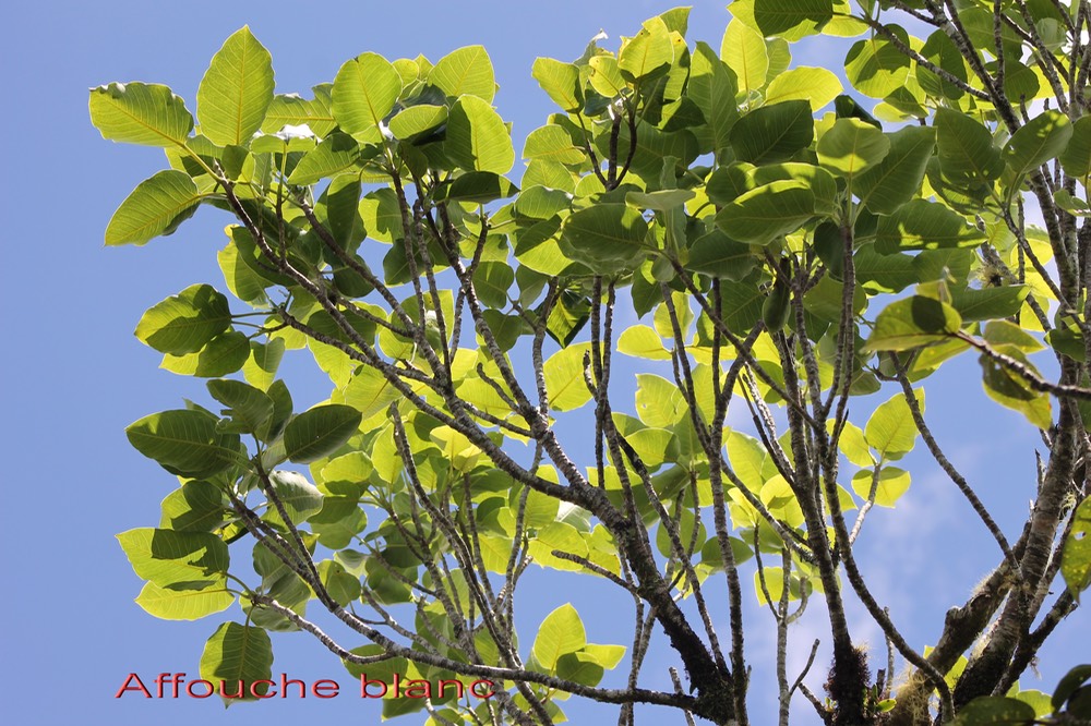 Affouche blanc- Ficus lateriflora - Moracée - I