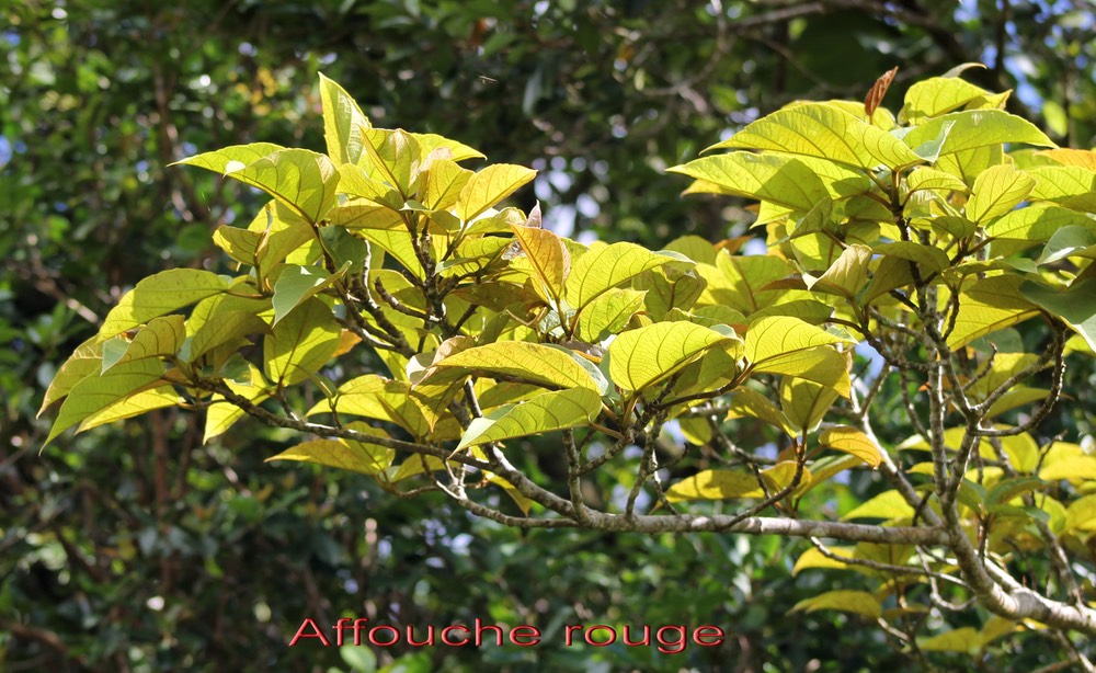 Affouche rouge- Ficus mauritiana- Moracée - BM