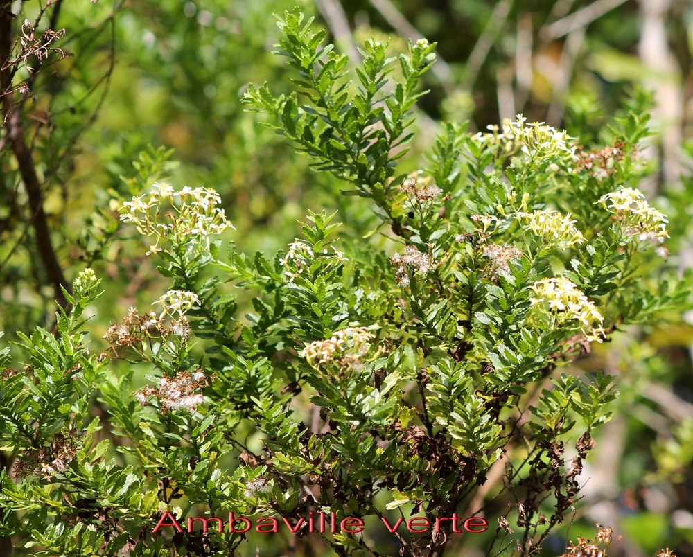 Ambaville verte - Hubertia ambavilla- Astéracée - B
