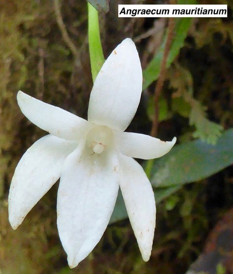 Angraecum mauritianum