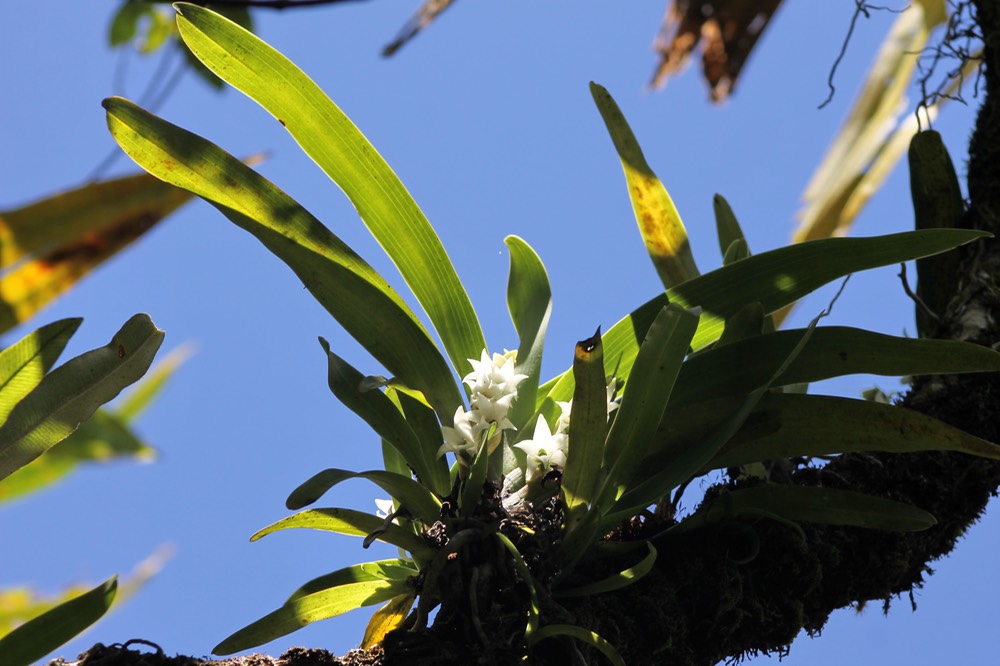 Angraecum striatum - Orchidacée - I