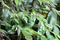 Bois de maman- Maillardia borbonica - Moracée - B