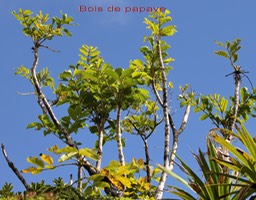 Bois de papaye- Polyscias repanda